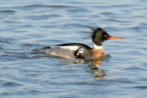 Cochal długosz: opis, kaczka Cochal długosz: opis, kaczka